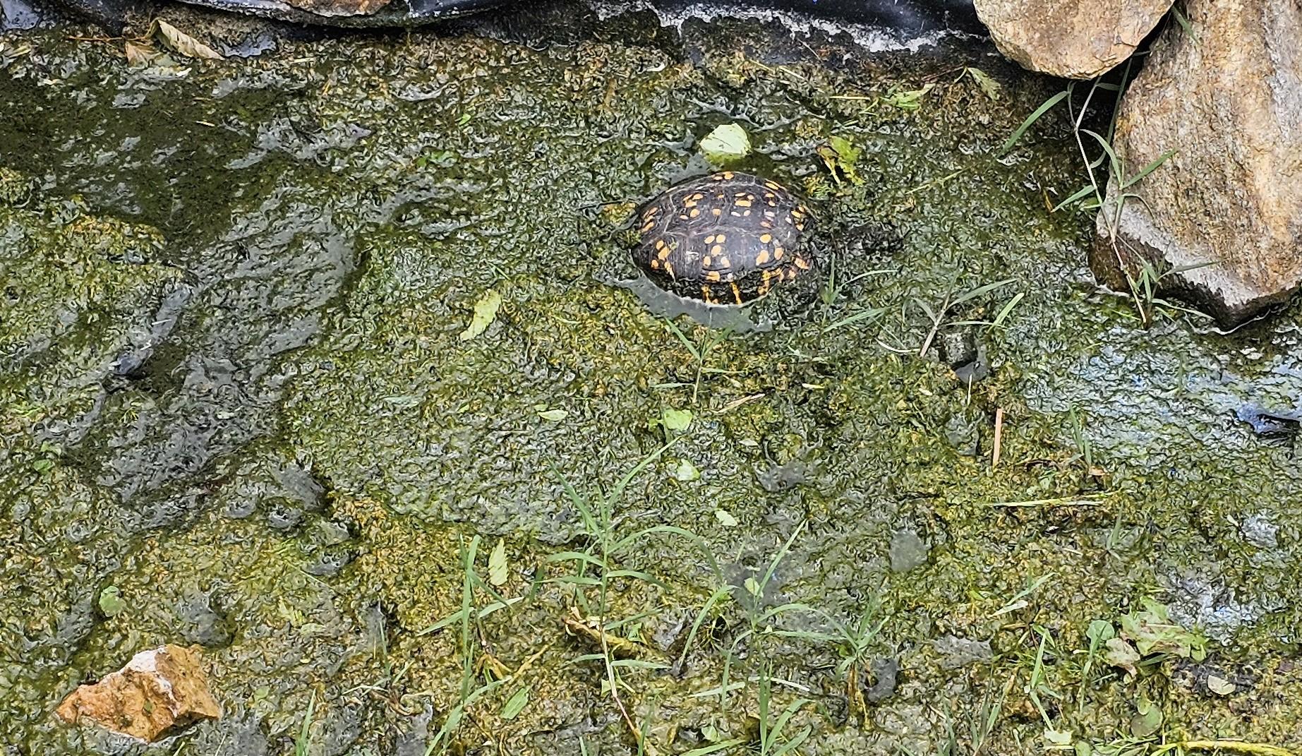 A box turtle, mainly black with yellow markings, submerged in a small shallow body of water so that only the top of its "shell" is visible. There are lots of algae and parts of a couple of light brown colored rocks are visible.