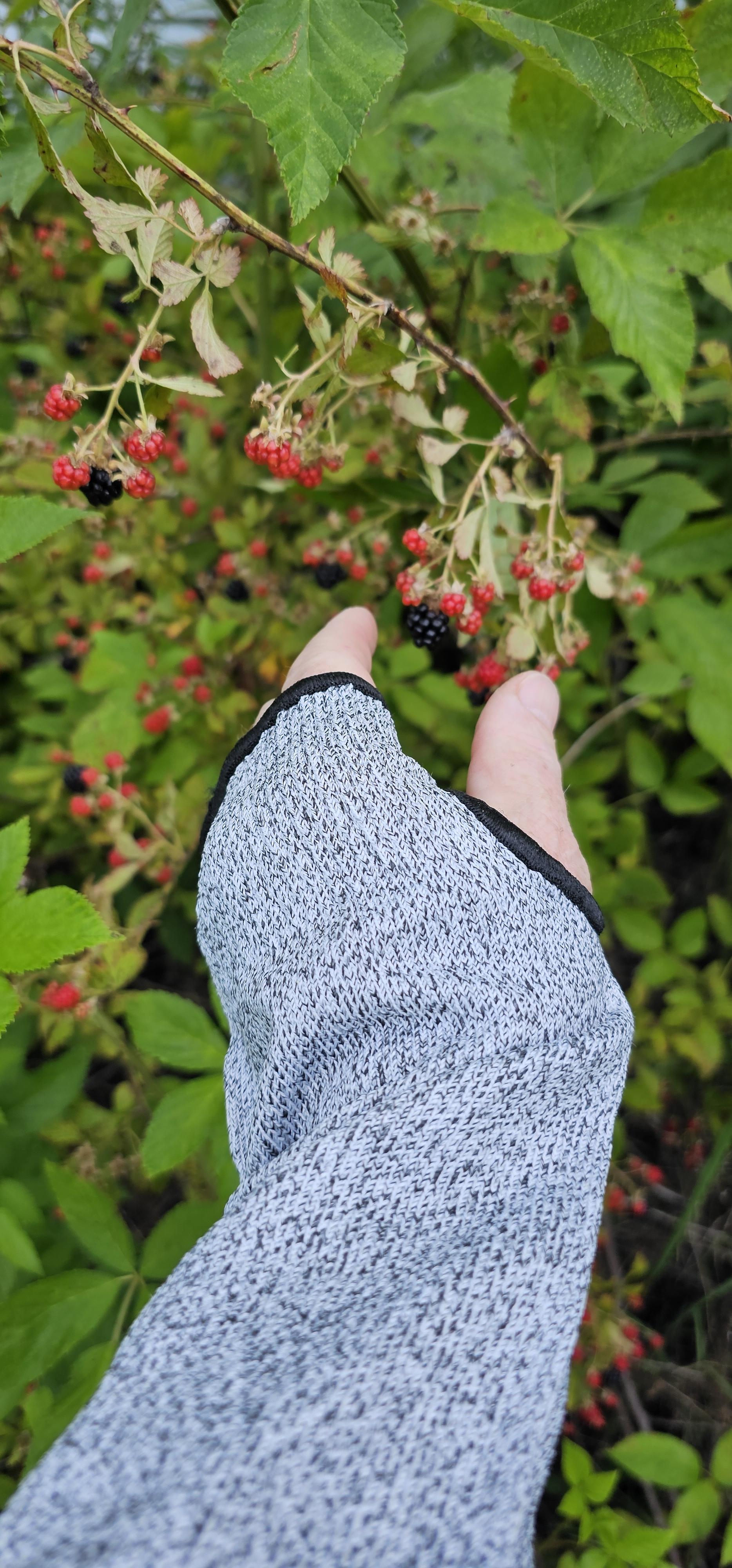 A hand wearing a grey knit fingerless protective glove reaches towards ripe and unripe blackberries on a bramble bush with green leaves and thorny stems.