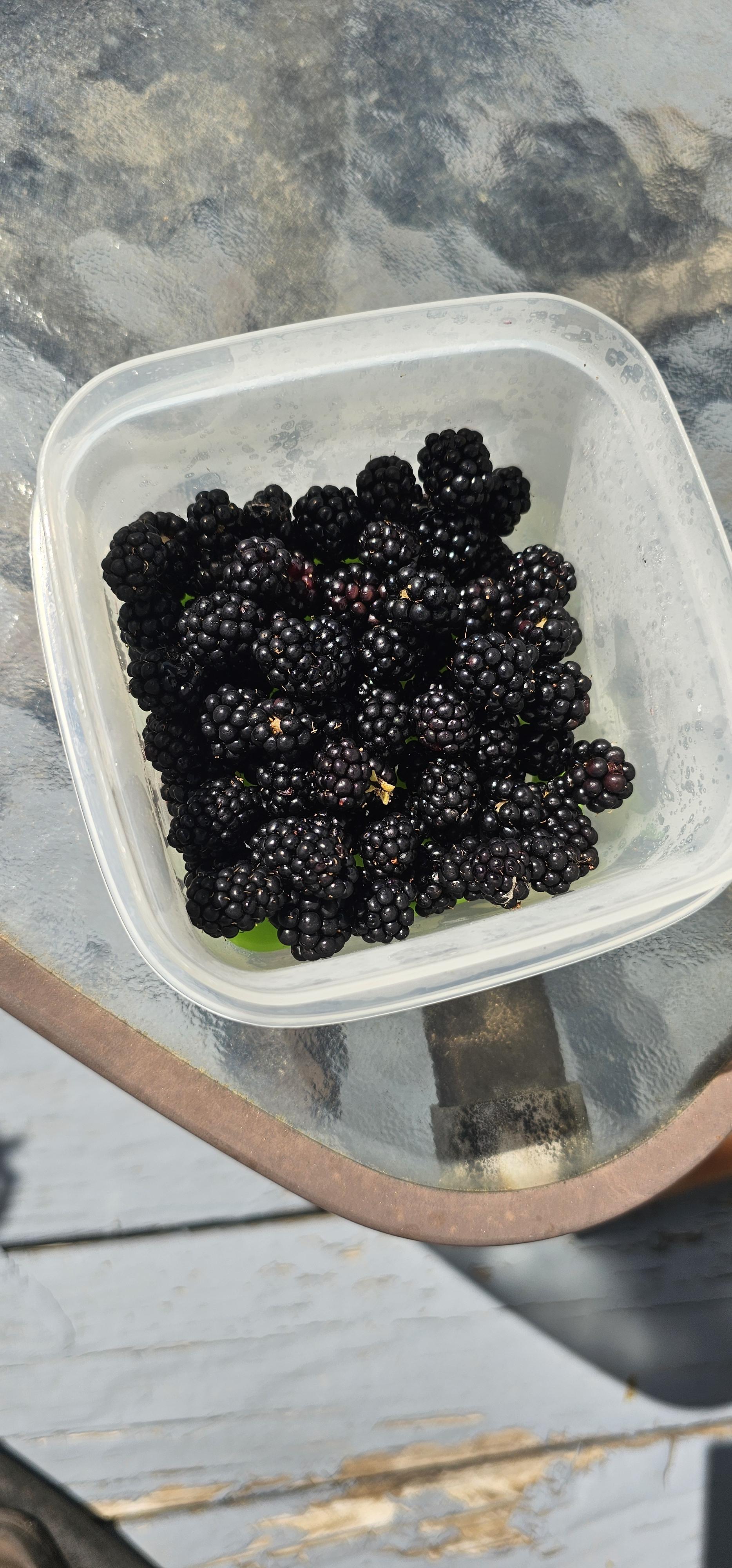 A clear plastic container filled with ripe blackberries sits on a textured surface.