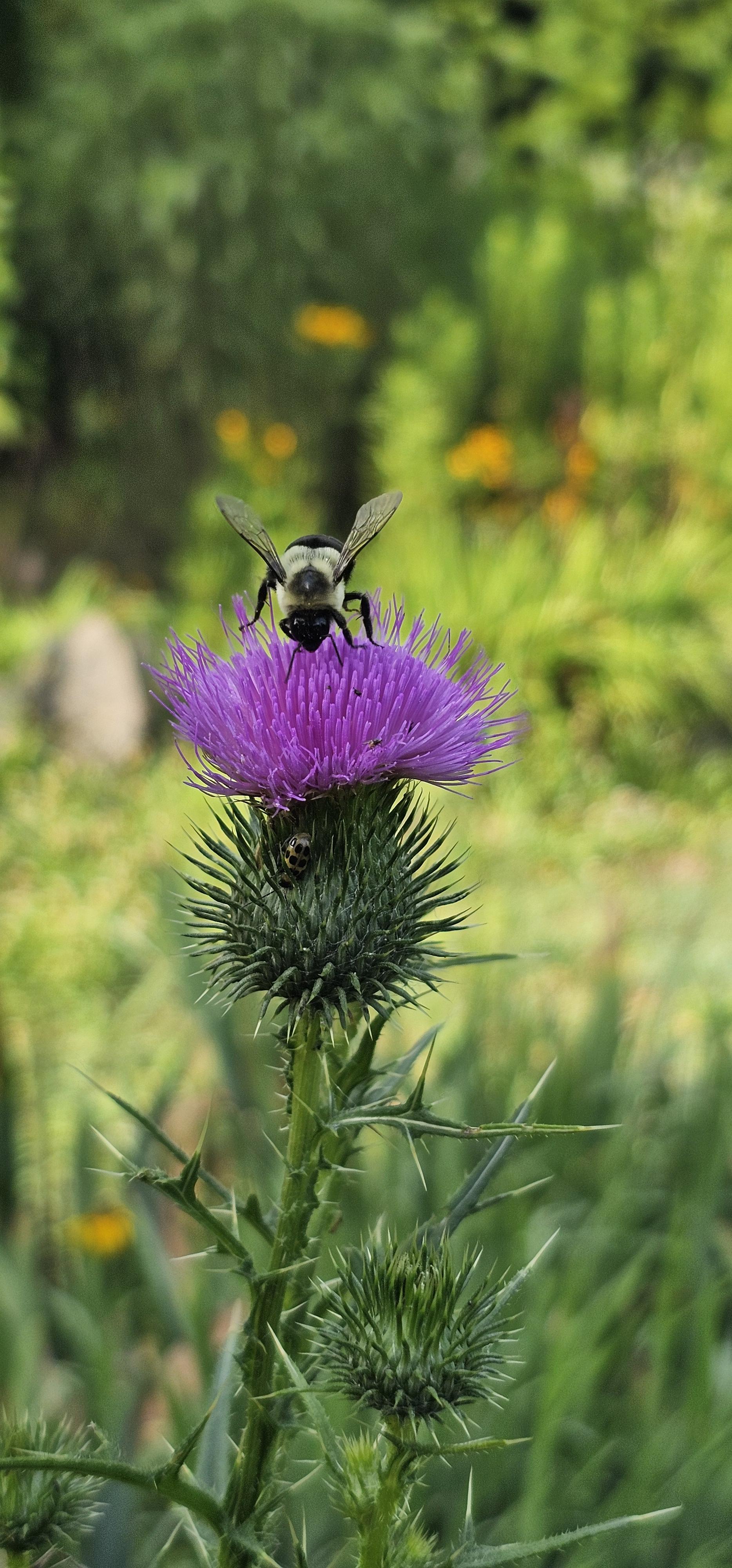A bumblebee with black and white stripes collects nectar from a vibrant purple thistle flower, surrounded by prickly green thistle buds and stems, with a softly blurred green and orange background.