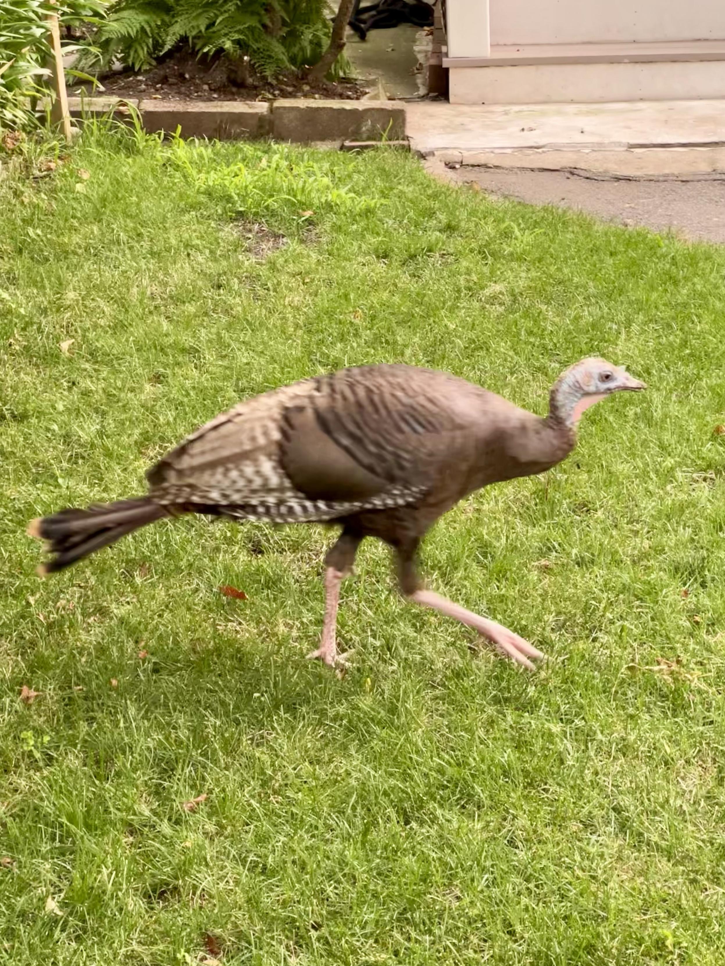 A wild turkey is walking on green grass in the courtyard. She’s brown with pale bluish gray head, beige and brown banded butt, and brown tail feathers.
