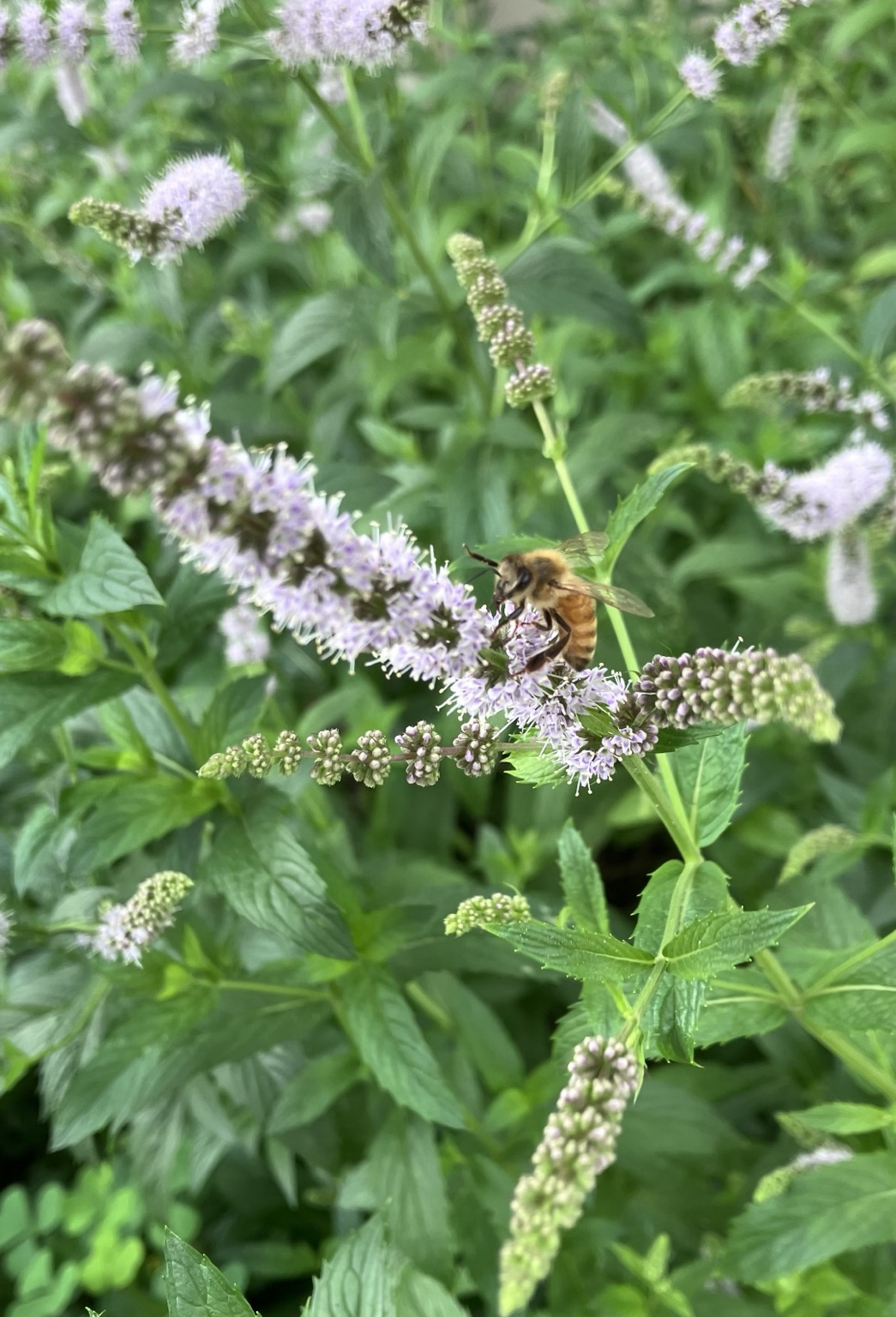 A light lilac coloured mint blossom extends diagonally across the flame and an orange honey bee is perched on it. Background of mint leaves and other flowers